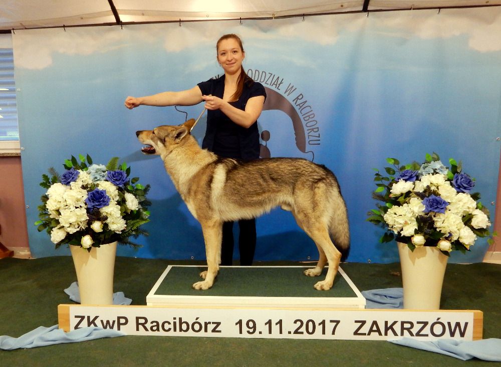 Eldridge z Molu Es - Raciborz 2017