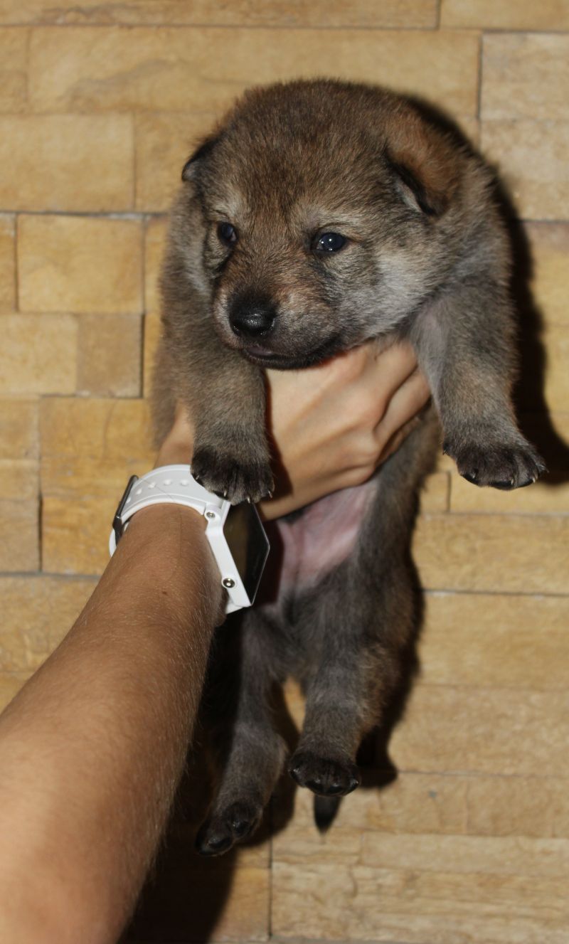 F litter male 1 - 17 days old