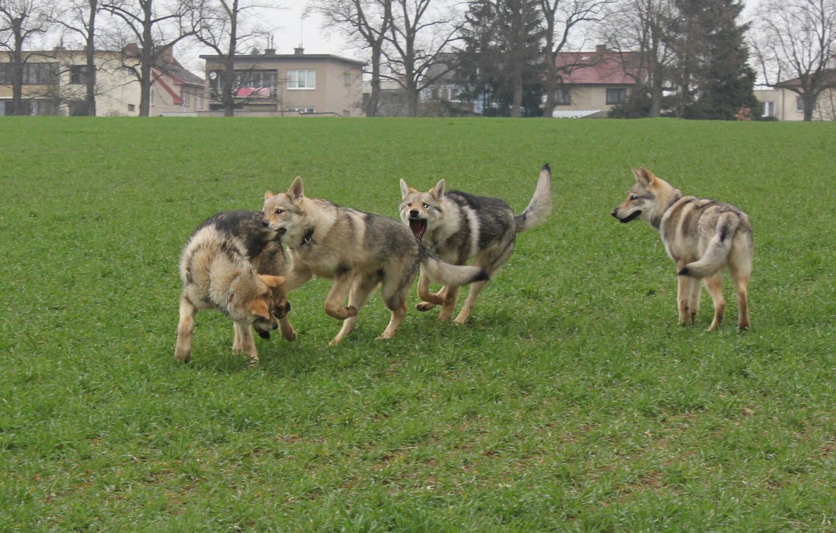 štěňata E a F z Molu Es - 5 měsíců