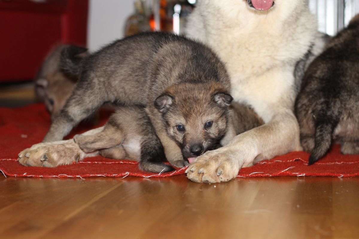 4 weeks female G dark