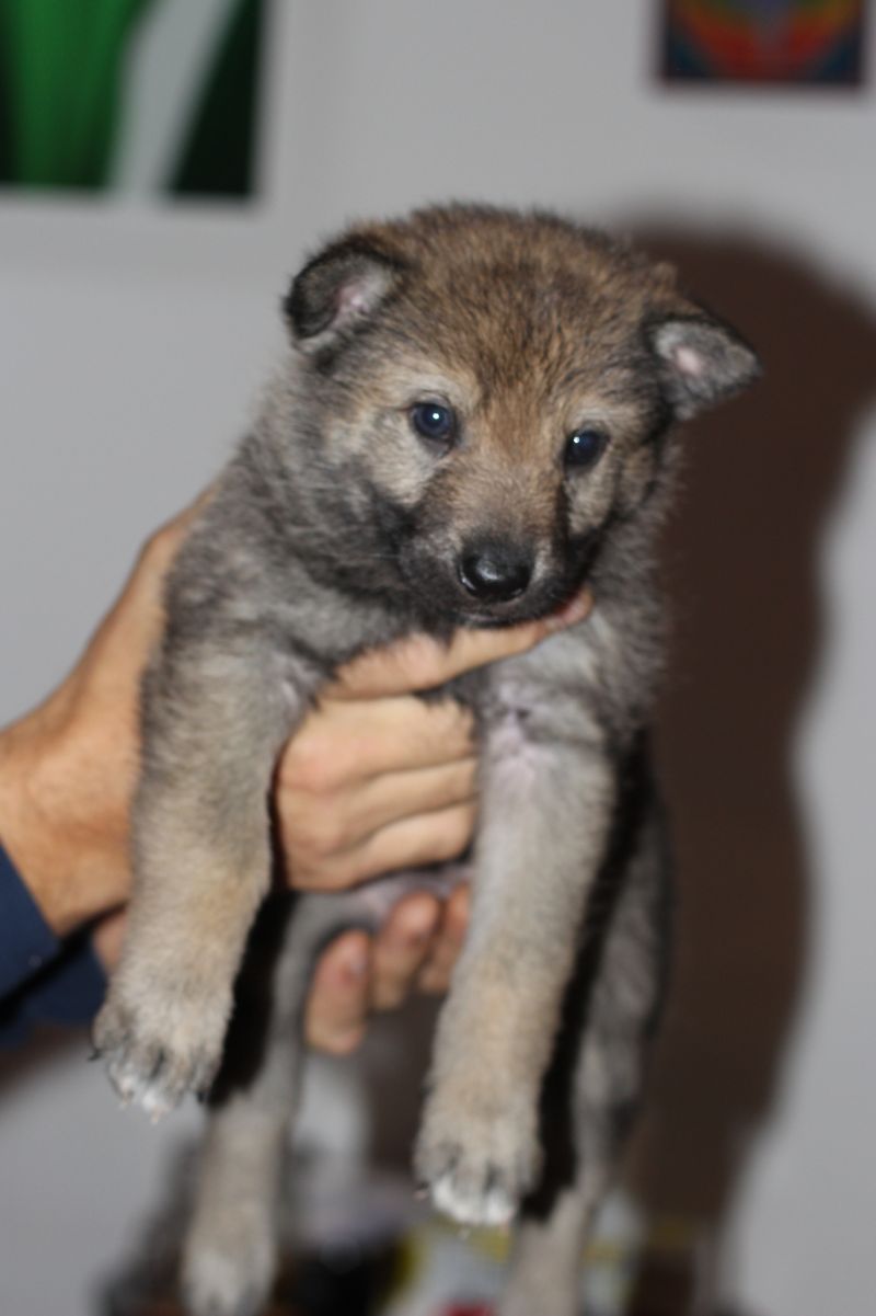 4 weeks female G dark