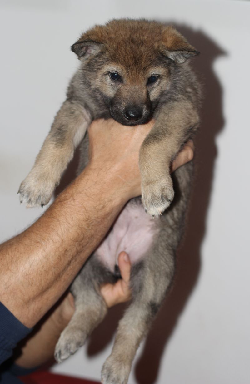 5 weeks G female dark