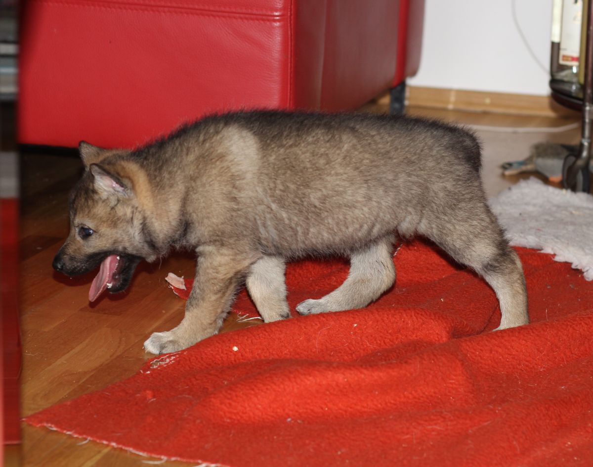 5weeks G female dark