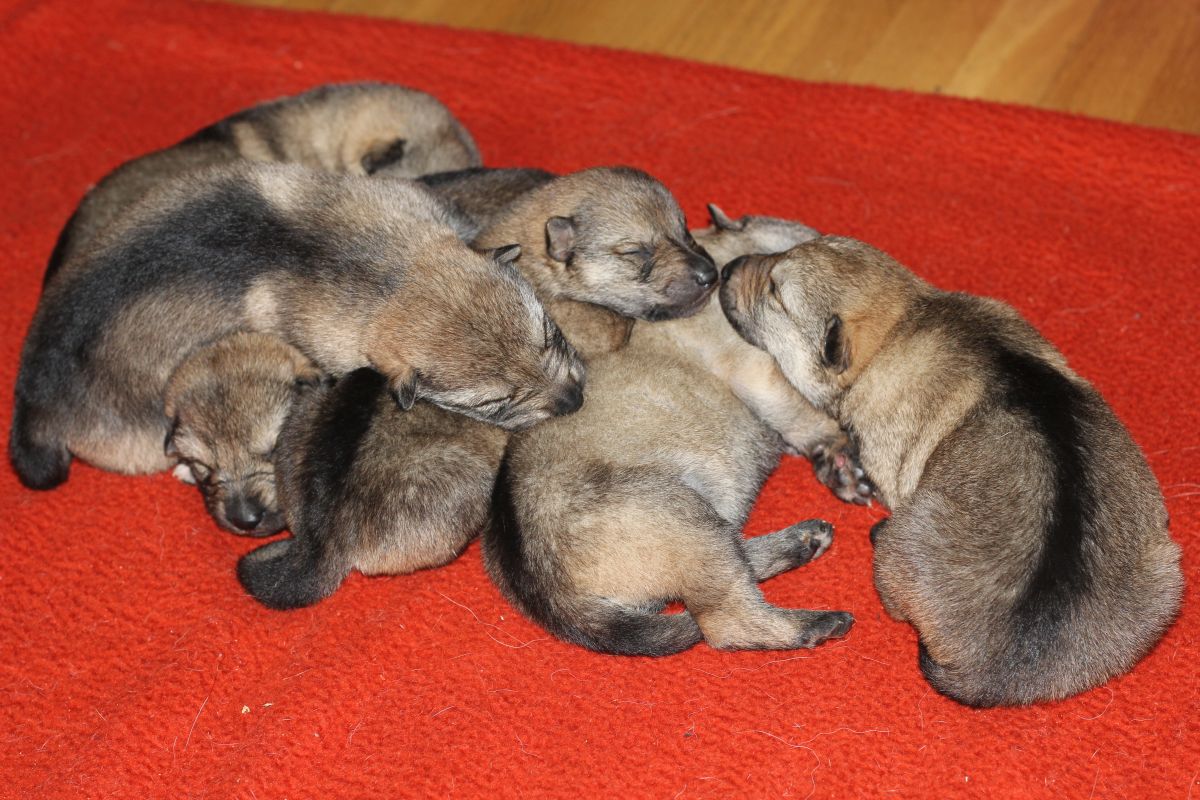 1 week females H litter