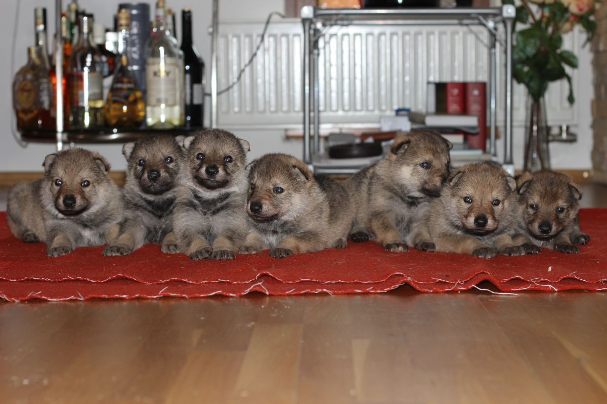 7 pups H II - 3 weeks old