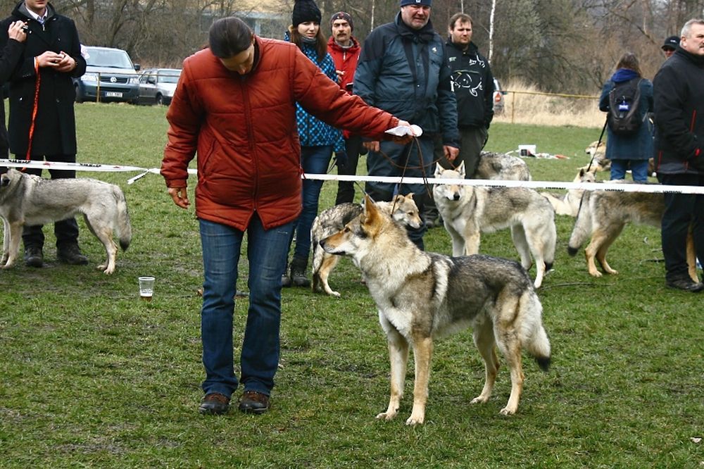 Budulínek z Molu Es v kruhu _ Hořovice