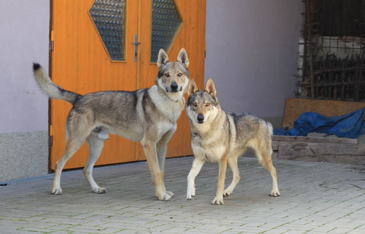 Cezar Vlčí demon a Atinka Sun z Molu Es