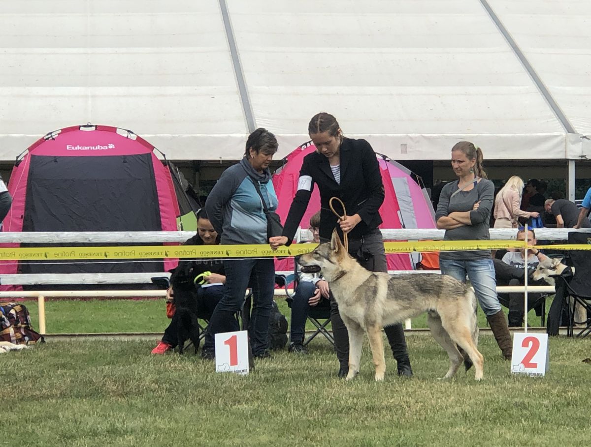 Justify Kassius z Molu Es - Mladá Boleslav 2019