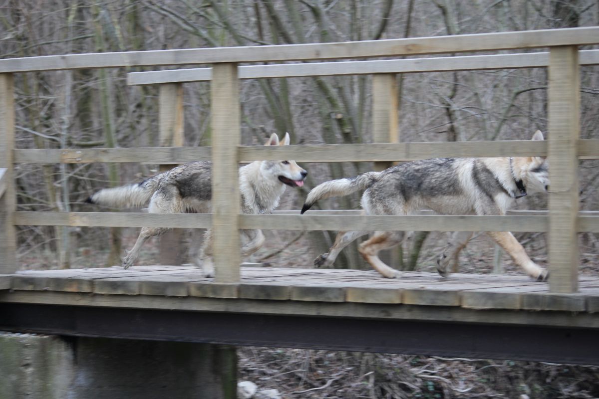 Kalup a Kassík na můstku - 17.3.2019