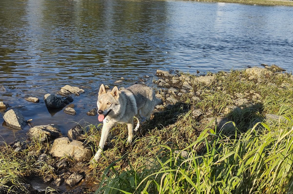 Ka Lupinka u Vltavy