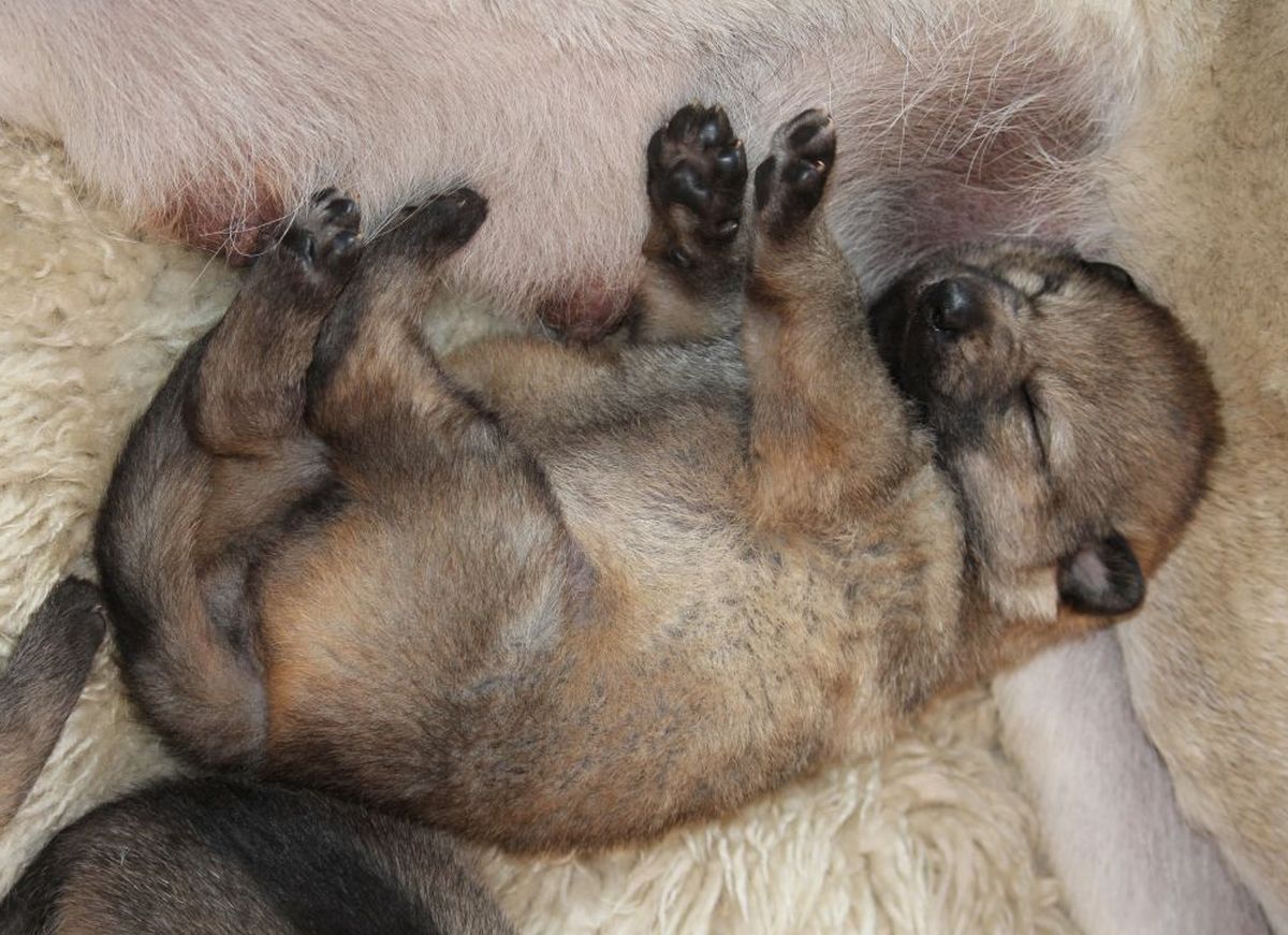 2 weeks old L II male sleeping