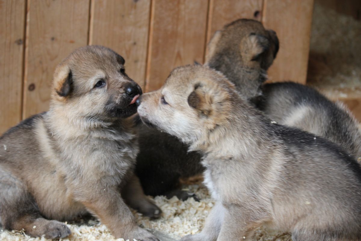 3 weeks old L II. puppies - outdoors