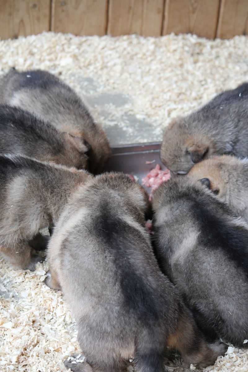 3 weeks L II. puppies - feeding outdoors