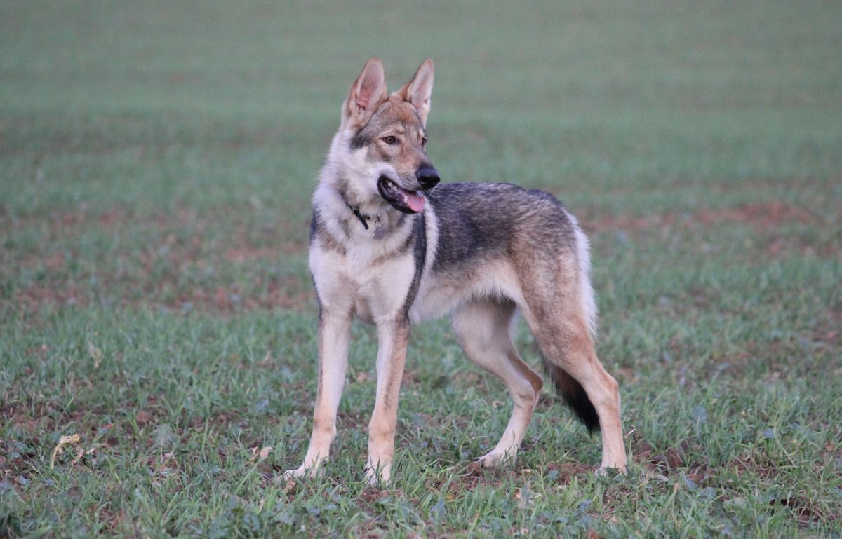 Lakota z Molu Es