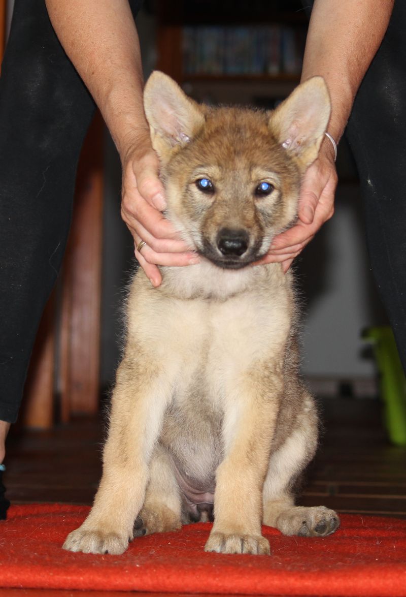  7weeks Lakota z Molu Es