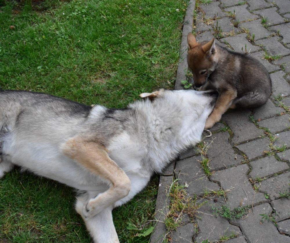  Lamborgino a tatínek Garon