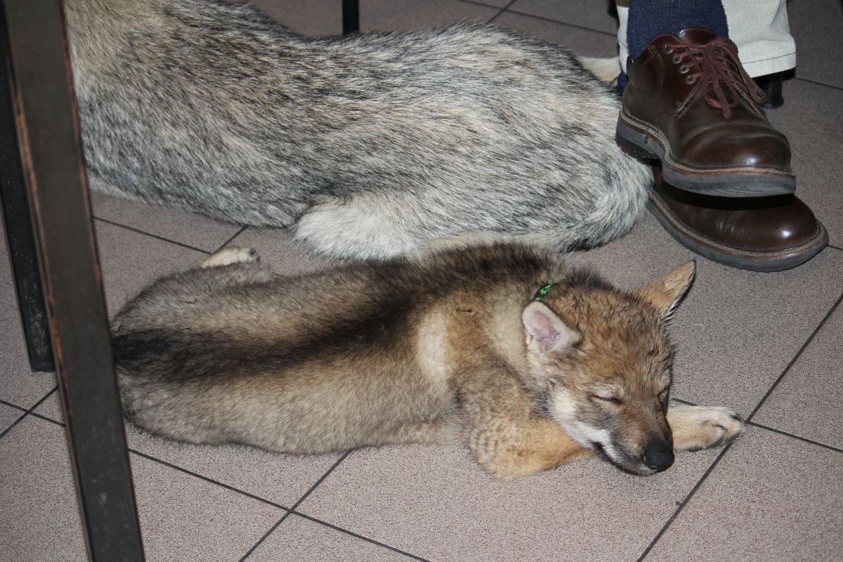 7 weeks Lord of Shadow in the bar sleeping