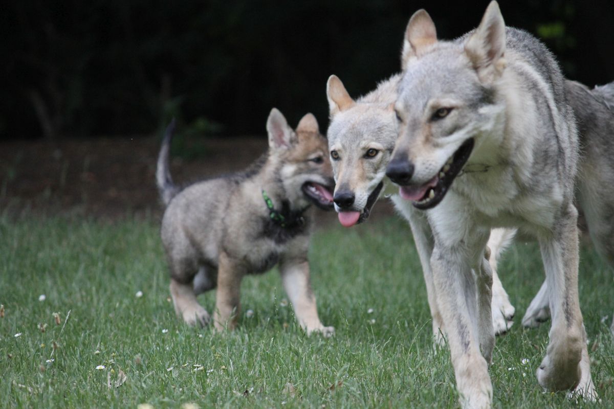 7 weeks Lord of Shadow, Kalup + Korry