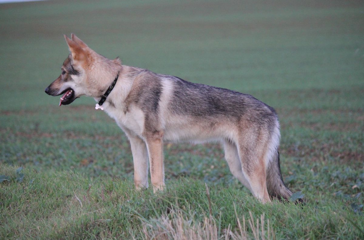 Lakota z Molu Es 