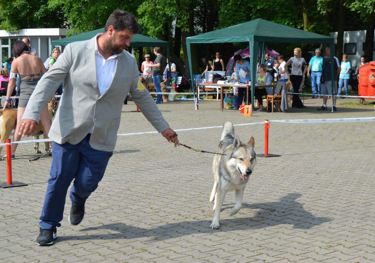 Danko PDL ( Will PDl z Molu Es X Genny PDL) Litomerice 2016 - CAC, CACIB, 