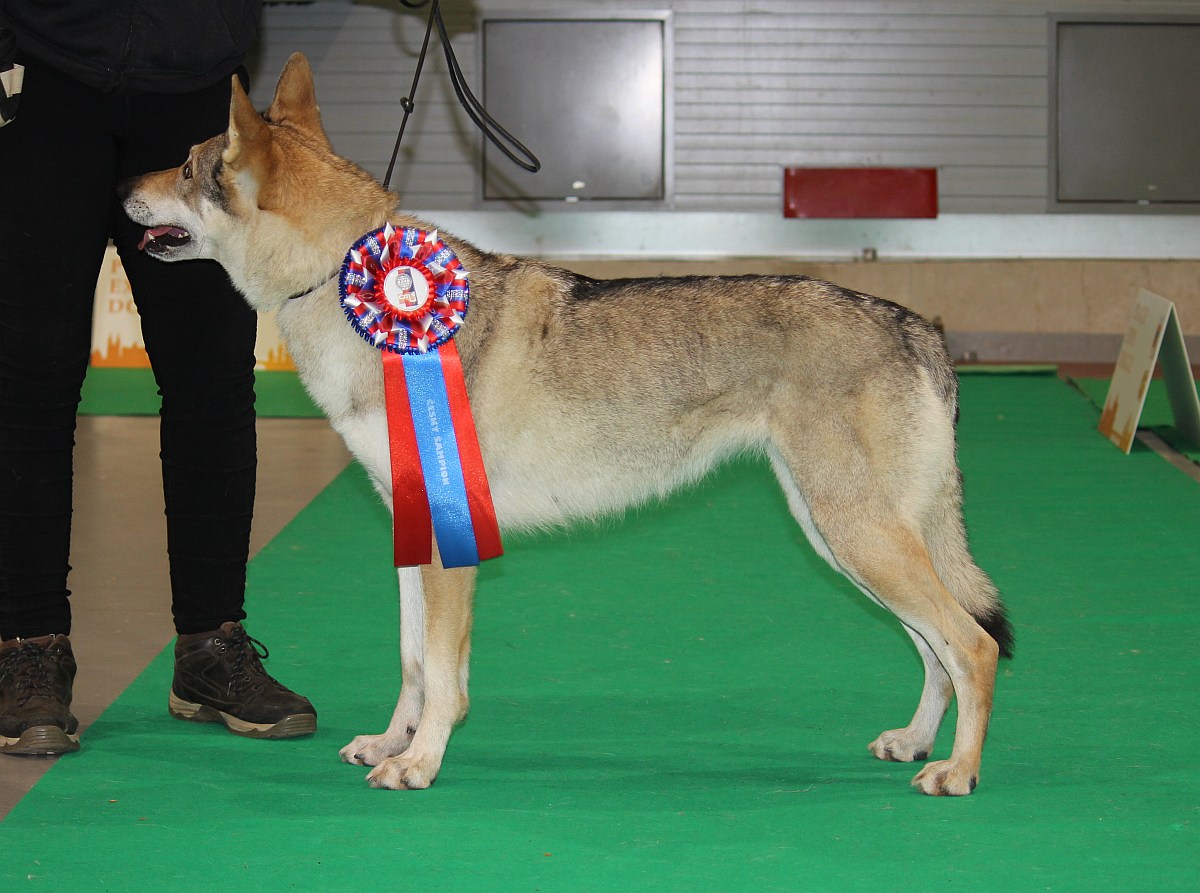 Chandrakali z Molu Es - šampion ČR