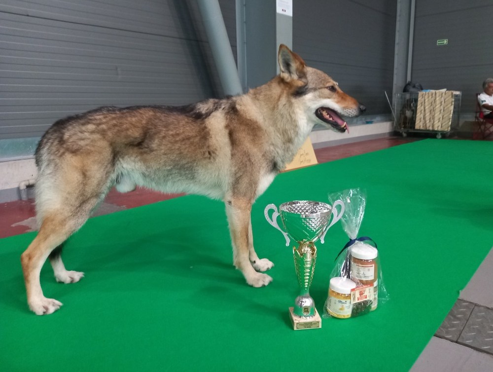 MVP Praha22 - Budulinek - Nejkrásnější veterán II. místo