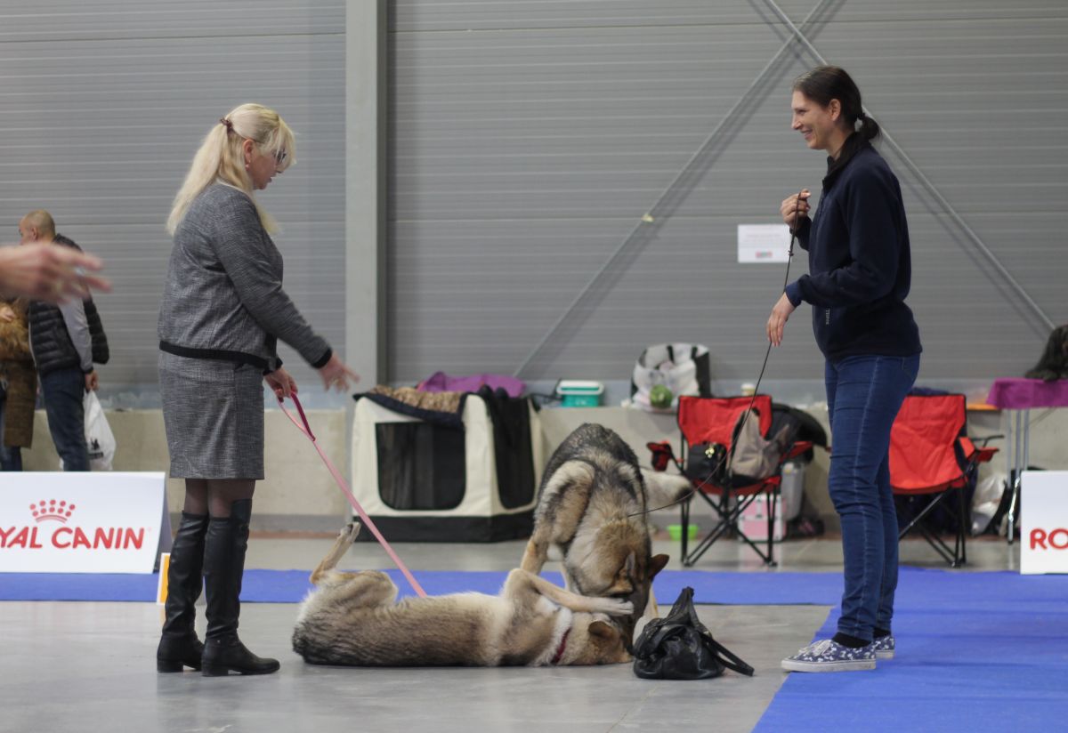 Harriett a Budulínek si hrají v kruhu po výstavě