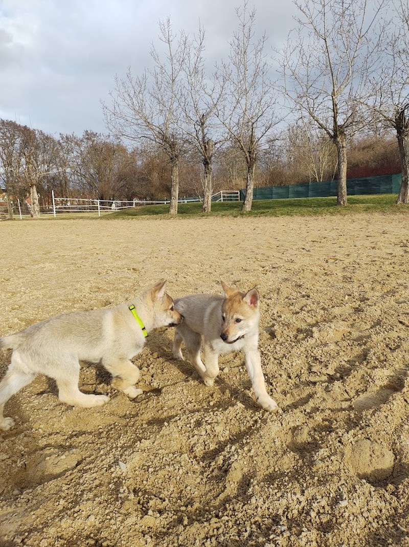 9 weeks - Oliver a Oia na suchdolském statku