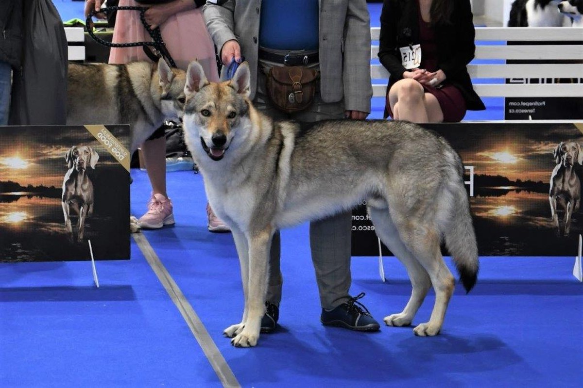 Norbert z Molu Es - MVP Litoměřice 2023