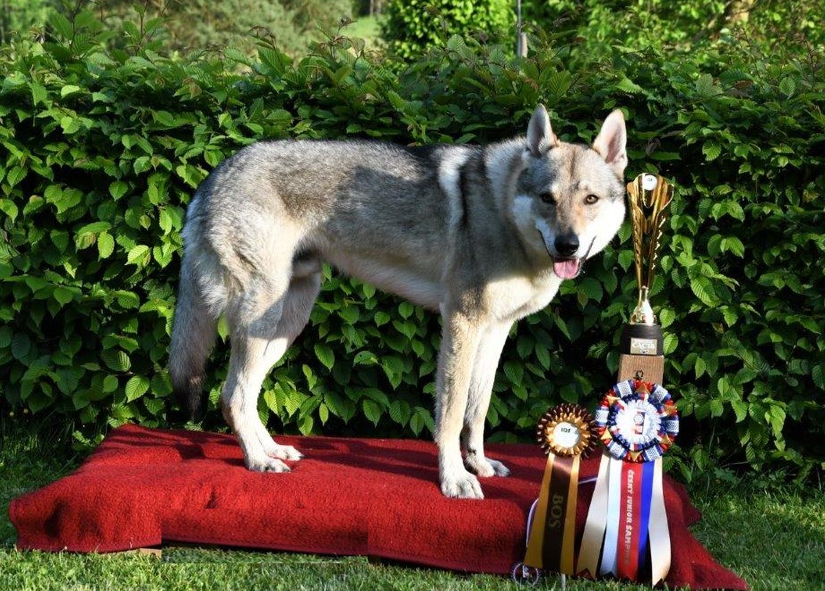 Norbert z Molu Es - CAC, CACIB, BOS, Český Junior šampion