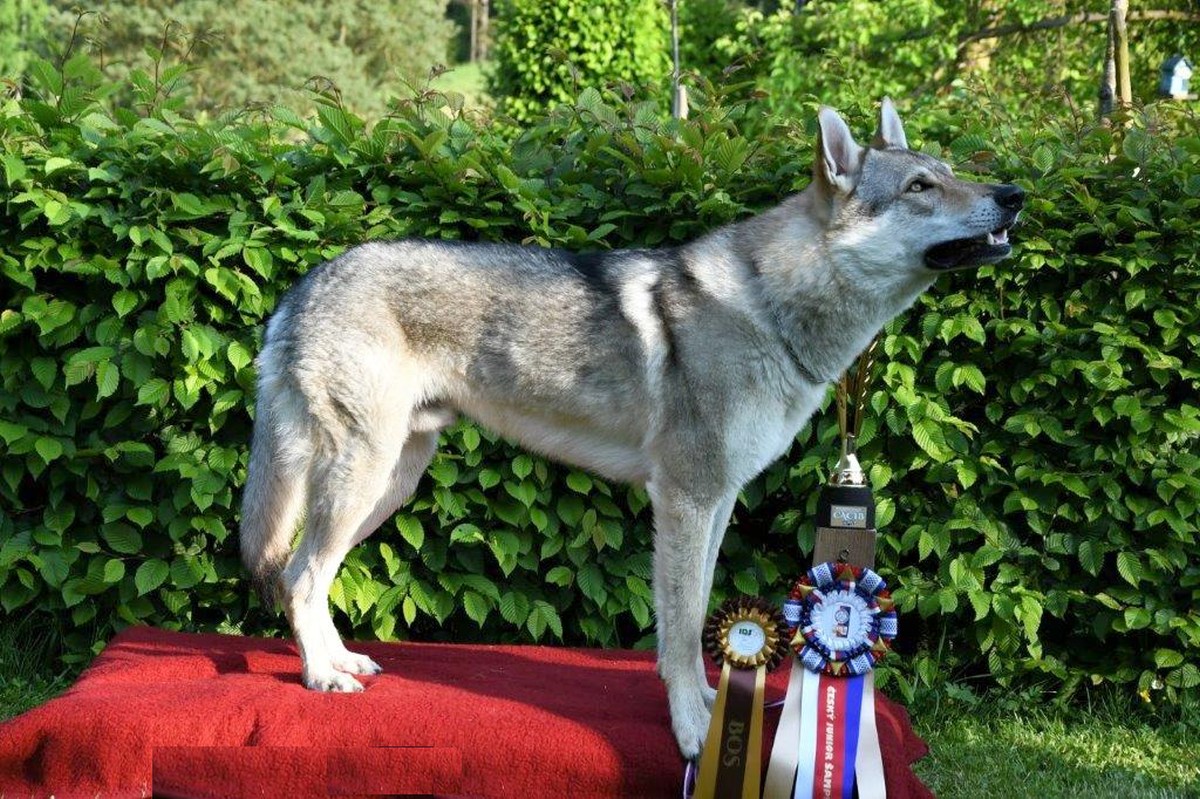 Norbert z Molu Es - CAC, CACIB, BOS a Český Junior šampion