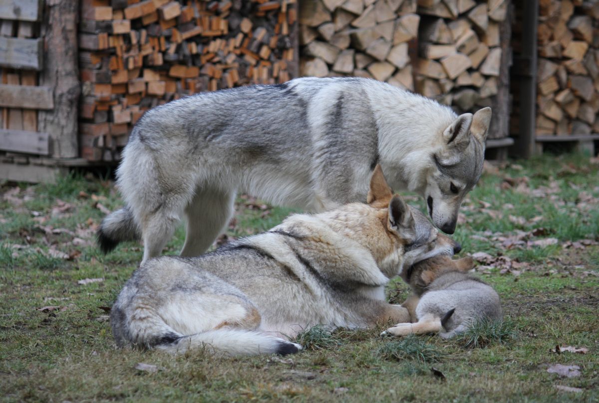 Arka, Honney a Ch z Postupic