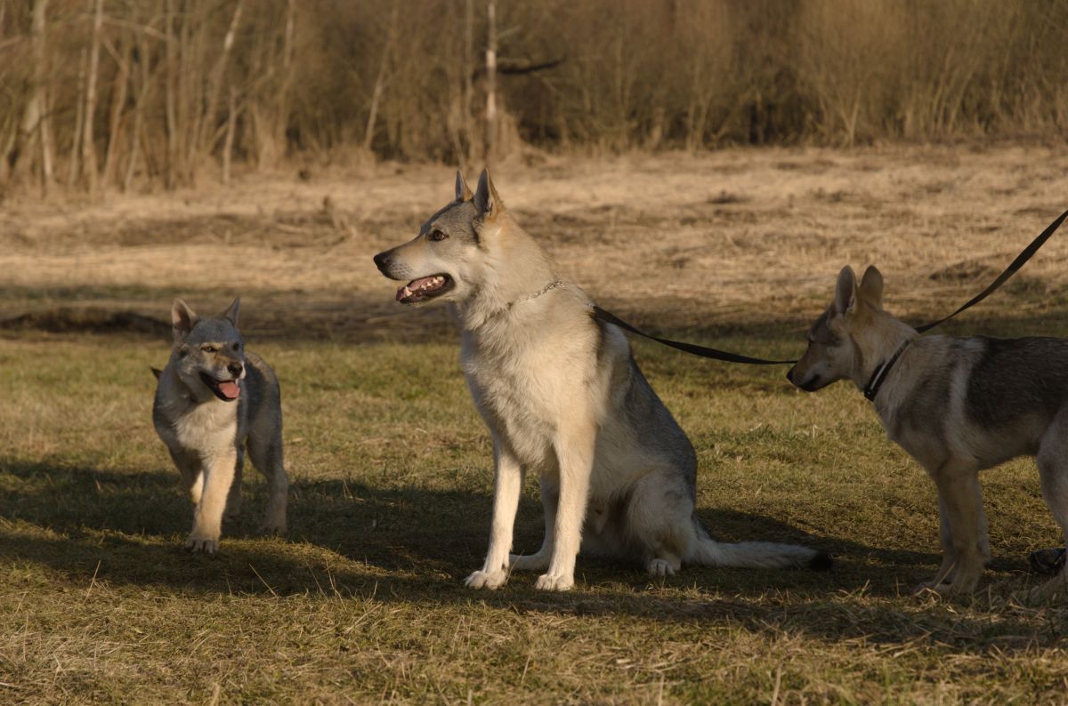 Ka Lupinka, Finn z Postupického podlesí a Kosmo Raff