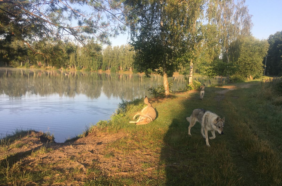 ranní procházka s Yukon, Ka Lupinkou (voní se) a Fu Finkou