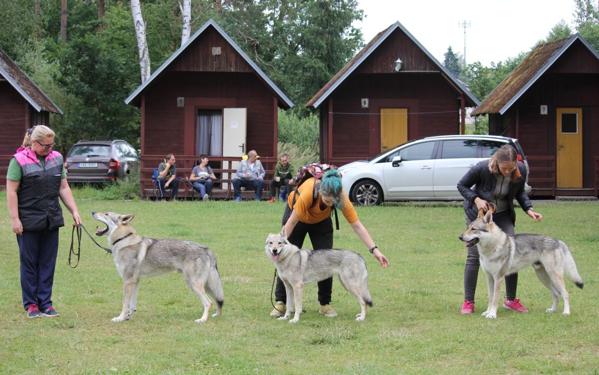 bonitace Korry, Indigo a Justify Kassius - Roudná