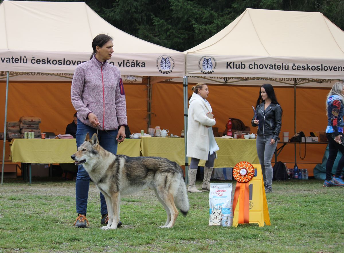 Specialka Budulinek - V1 čestna třída