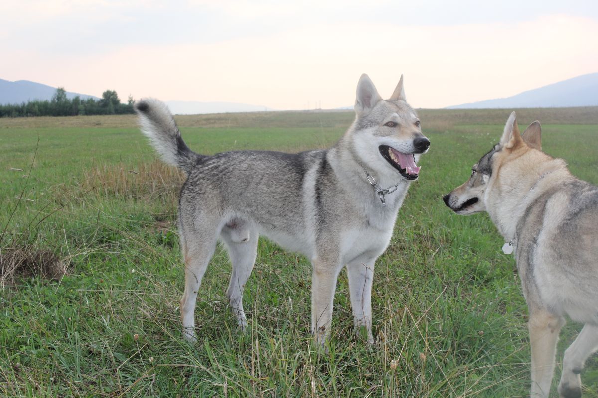 Avatar a Yukon - Závadka nad Hronom