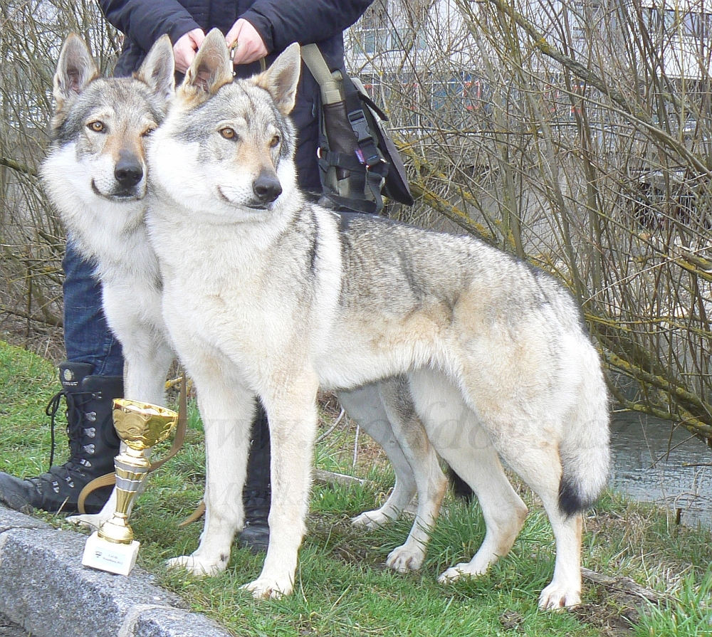 Yukon z Molu Es a kousek Ziggy Lee - Wieselburg 2013