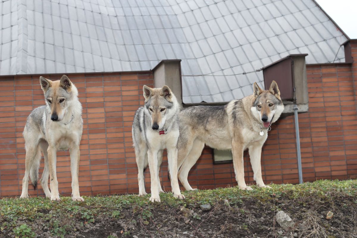 Yukon, Fu Finka a Atinka Sun z Molu Es - Mělník