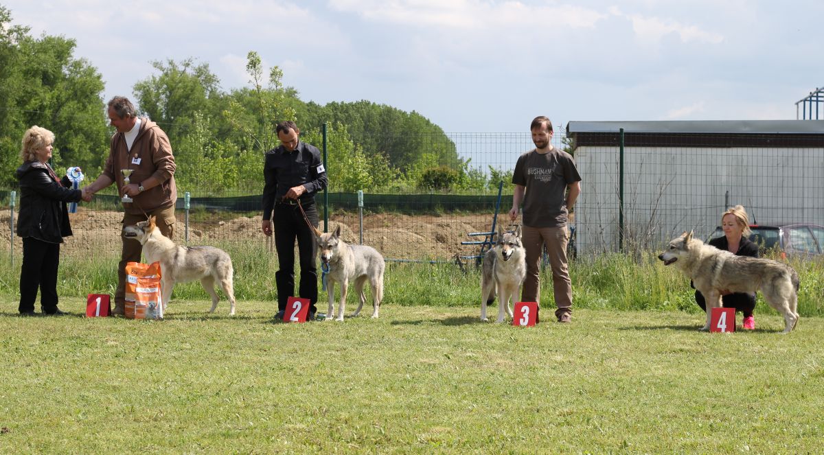 veterani feny - Xitta z Molu Es, Fantazie z Vlčí chaloupky, Bellis Stín vlka, Arimminum Upstream