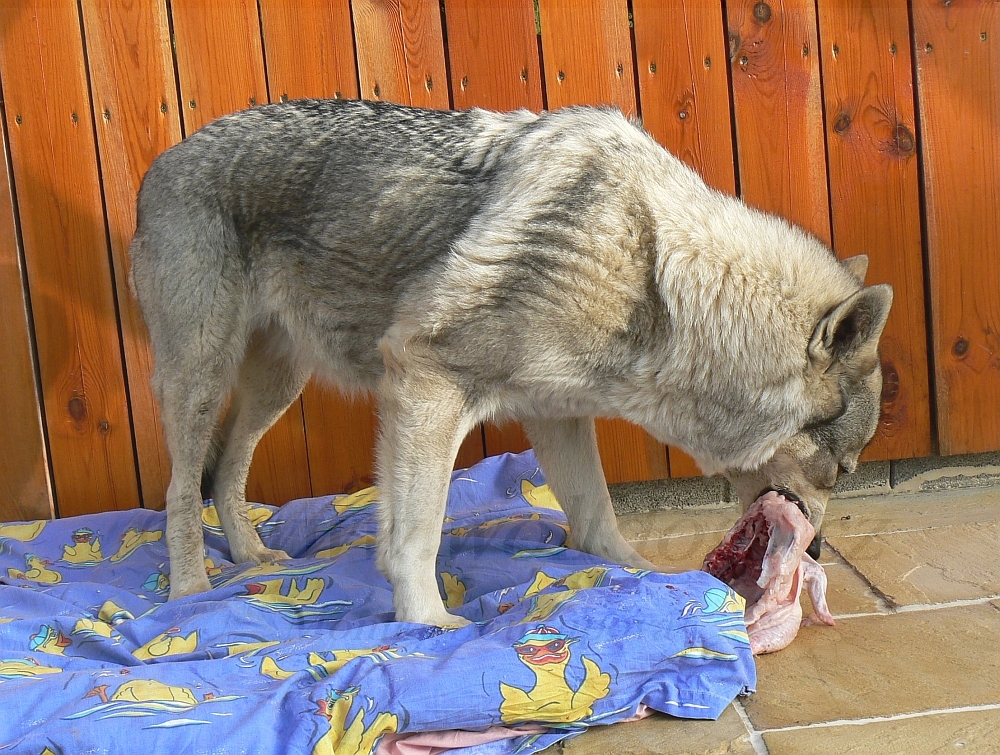 Api 10 let konzumuje své kuře