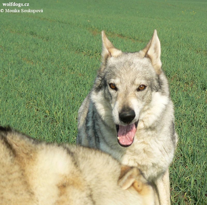 mami Api umravňuje dceru Yukon - 26.4. 2011 Černý Vůl