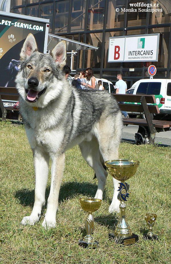 Yahoo z Molu Es V1, CAC, CACIB, BOB, BONB I - MVP Brno - 25.6. 2011