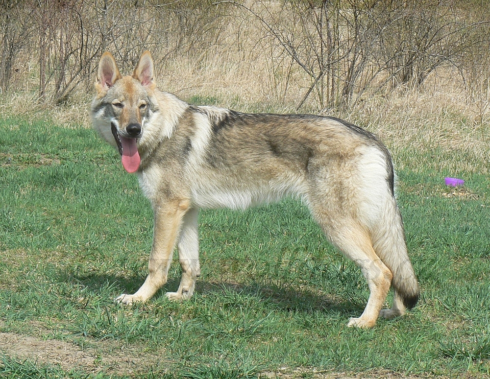 Hantaywee Arimminum 6 a půl měsíce (Hargo x Andromeda)