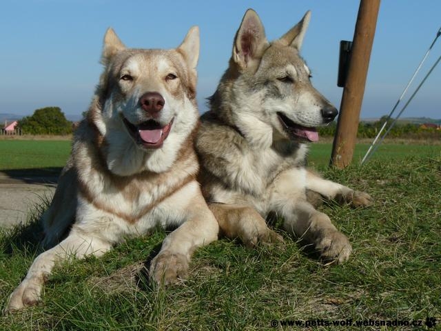 SAV Blue Eyes Princess z Molu Es a její dcera Aponi Pett´s Wolf - 27.10.2012