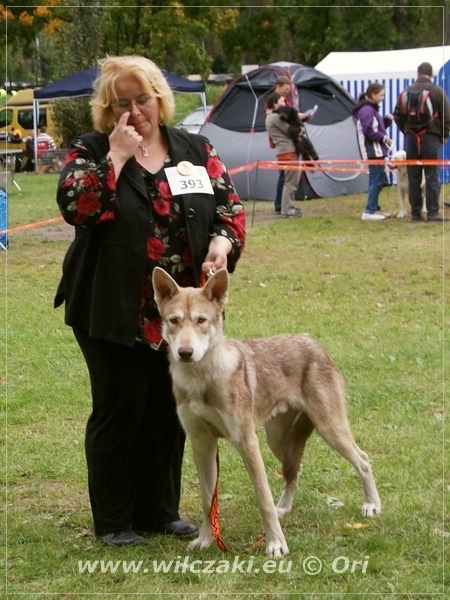 Be Happy Wolf z Molu Es a Ela Club show Lodz - V1, Best Junior, Junior Club Winner, BOB