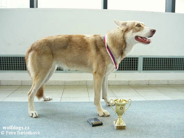 SAV Blue Eyes Princess z Molu Es - CAC, CAC - ČMKU, NV, BOB - NVP Brno