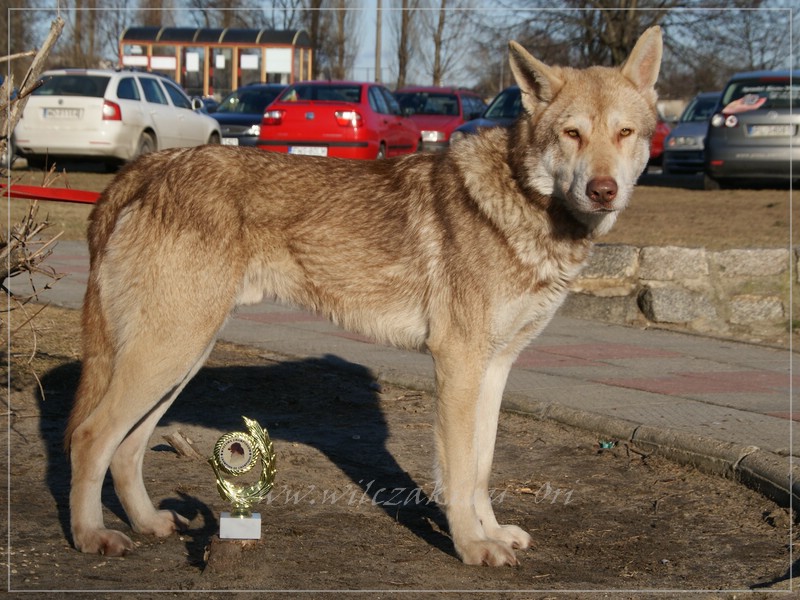 Be Happy Wolf z Molu Es - šampion šampionů - Leszno 26.2. 20122