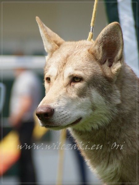 Be Happy Wolf z Molu Es - MVP Opole 30.04. 2011