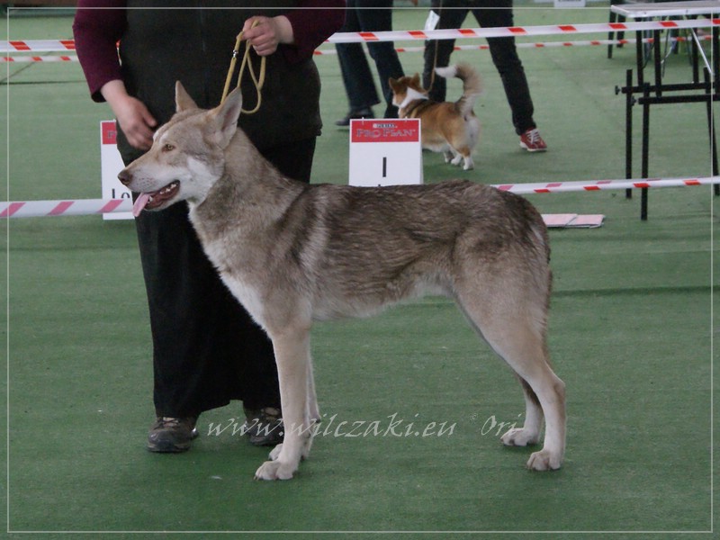 Be Happy Wolf z Molu Es - CAC, BOB - NVP NDM (PL) - 10.4. 2011